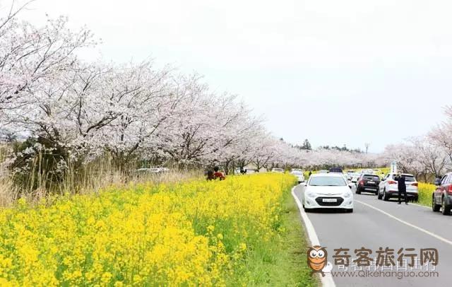 樱花和油菜花