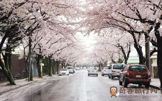 雨天的樱花