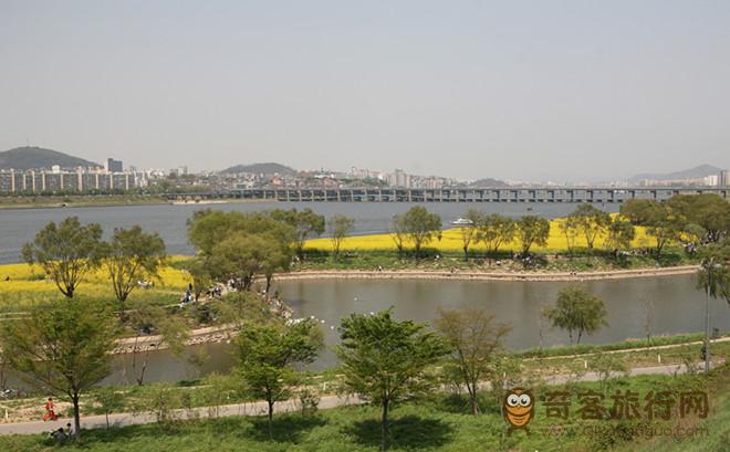  油菜花盛开的汉江瑞来岛全景