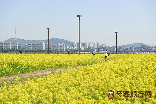 瑞来岛的油菜花